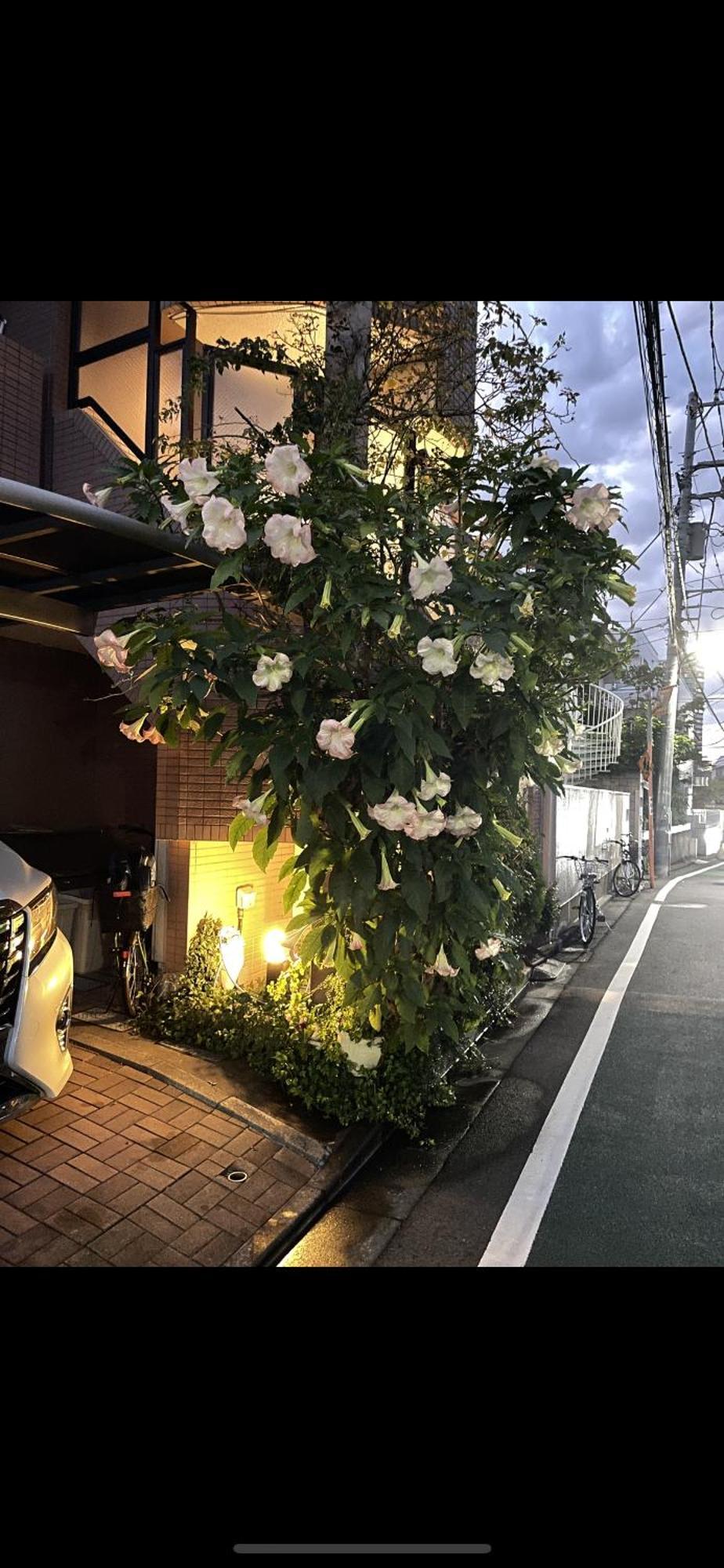 新宿安靜の家-A Quiet Home In Shinjuku - A 26 Square Meter Double Bed Room That Feels Like Home Tokio Exterior foto
