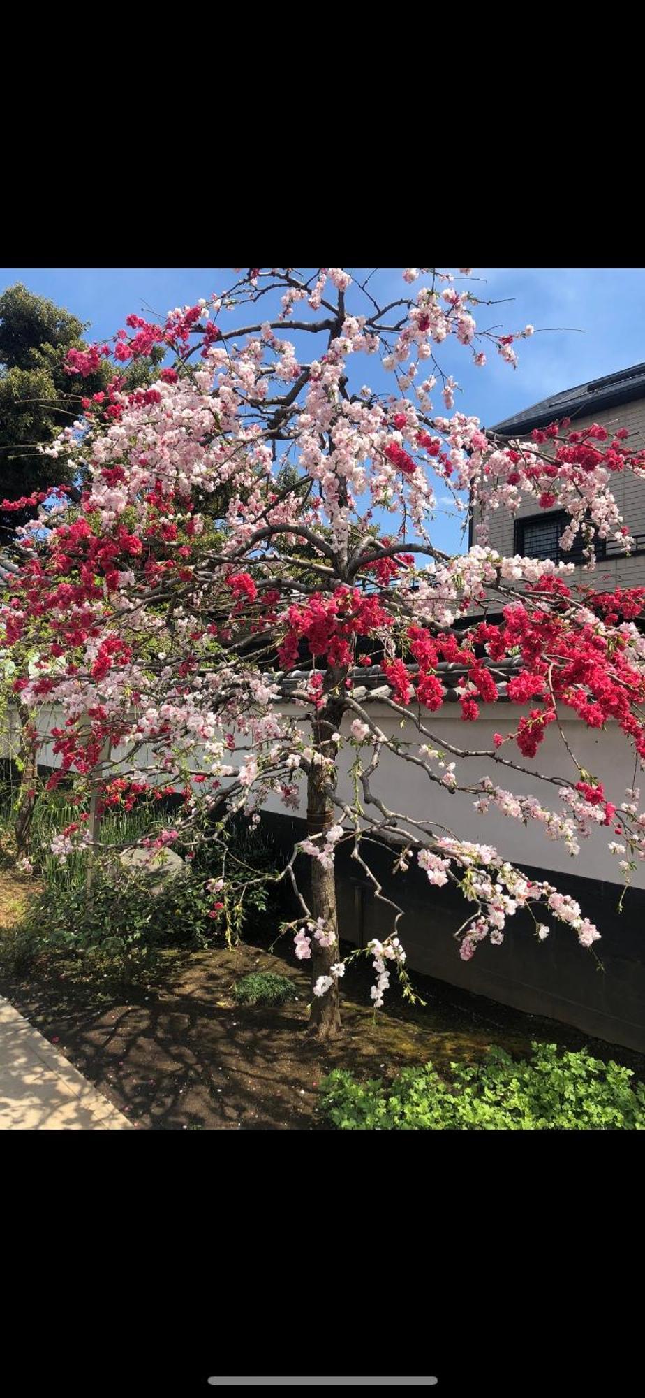 新宿安靜の家-A Quiet Home In Shinjuku - A 26 Square Meter Double Bed Room That Feels Like Home Tokio Exterior foto